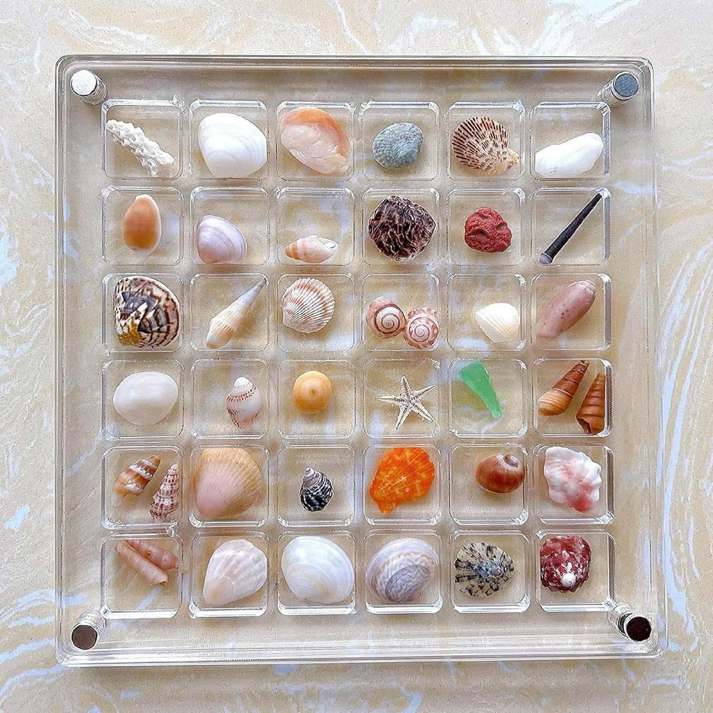 Exposez vos coquillages avec style et sécurité